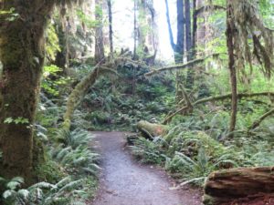 20160703 Hoh Rain Forest IMG_0789 (Small)